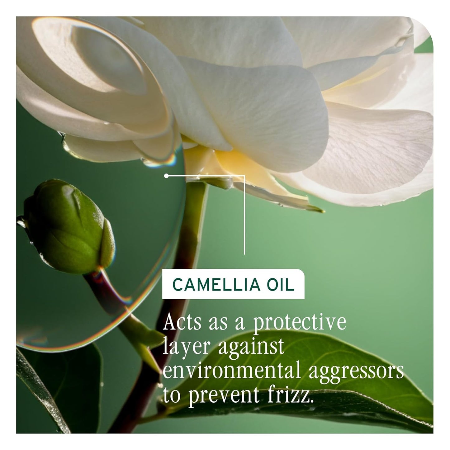 An active ingredient for Biolage Smooth Proof Conditioner is camellia oil