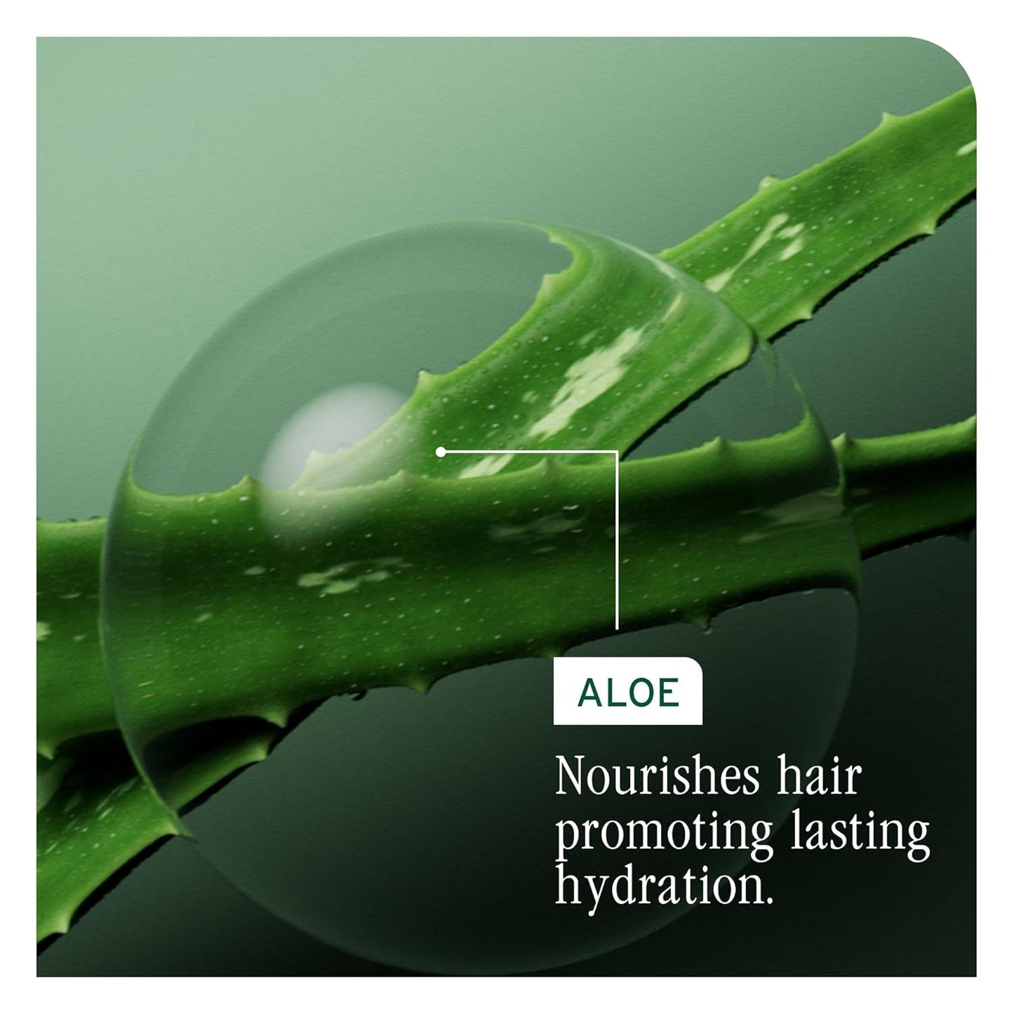 An active ingredient of Biolage Hydra Source Detangling Solution is Aloe