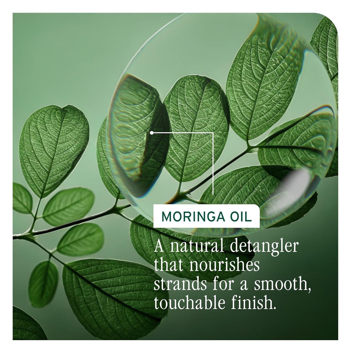 Biolage All-In-One Multi-Benefit Oil active ingredient is moringa oil