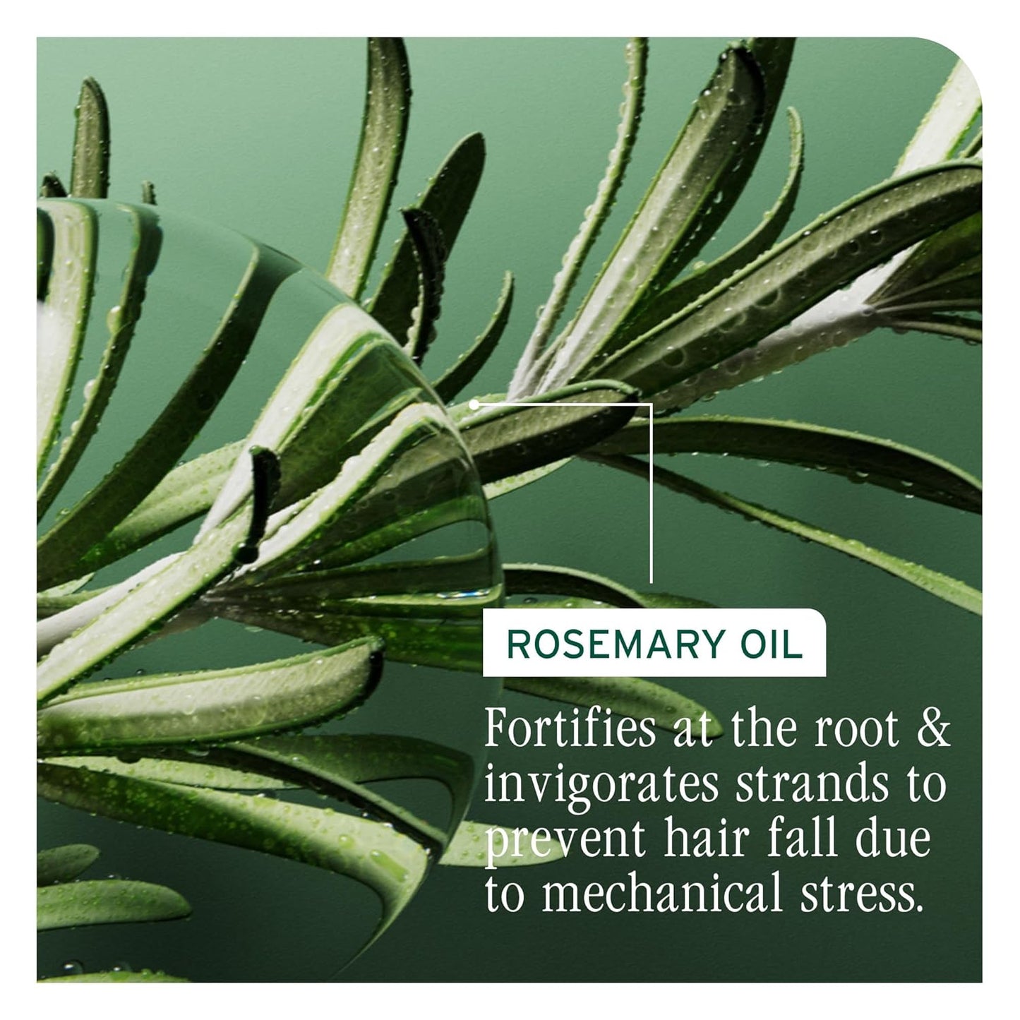 An active ingredient for Biolage Full Rescue Conditioner is rosemary oil