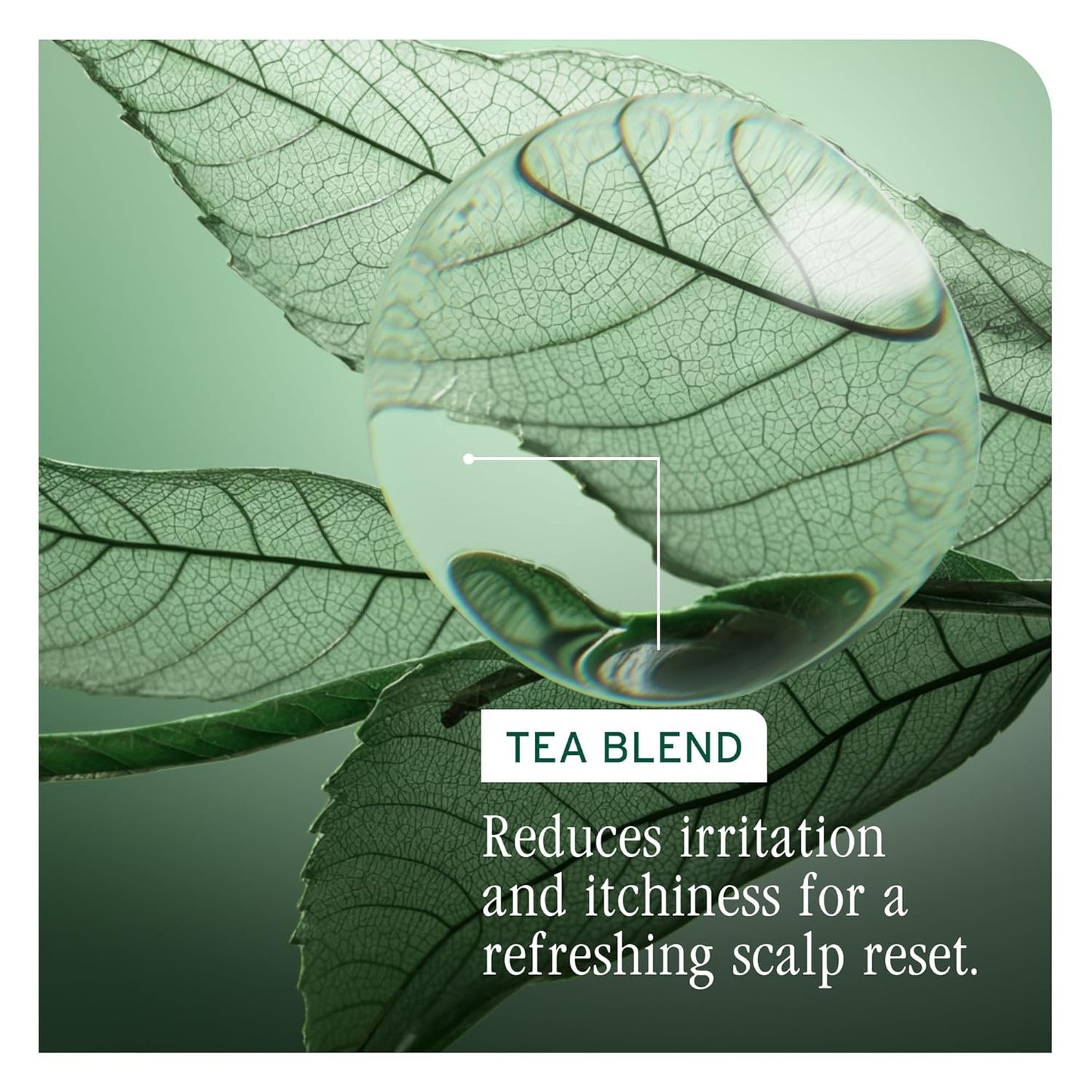 Active ingredient of Biolage Scalp Sync Purifying Scalp Concentrate is a tea blend