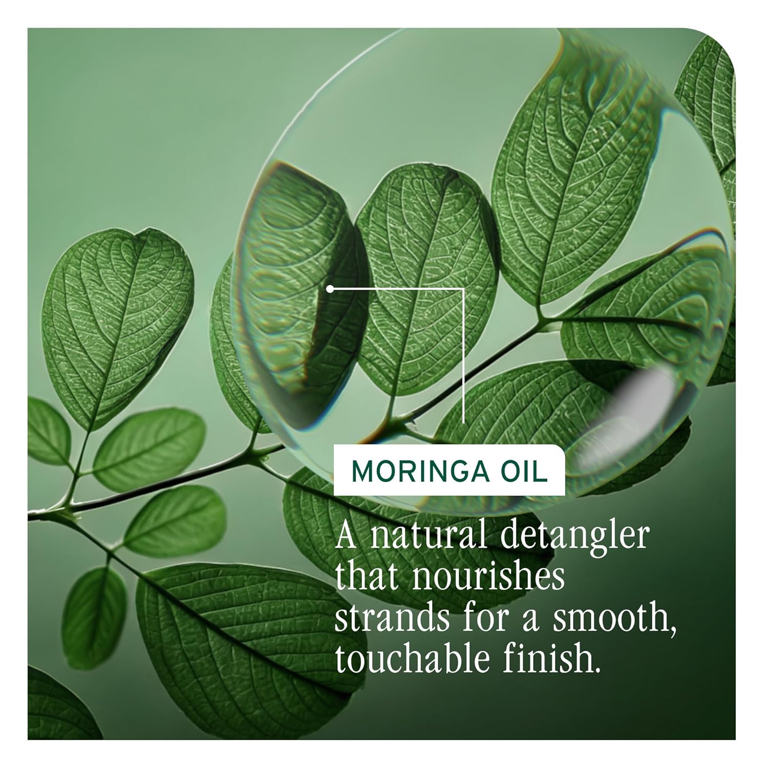 Biolage All-In-One Multi-Benefit Oil active ingredient is moringa oil