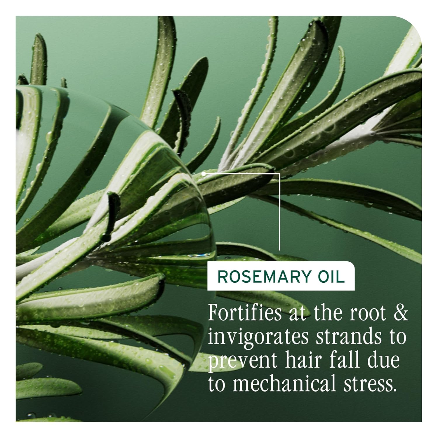 An active ingredient for Biolage Full Rescue Conditioner is rosemary oil