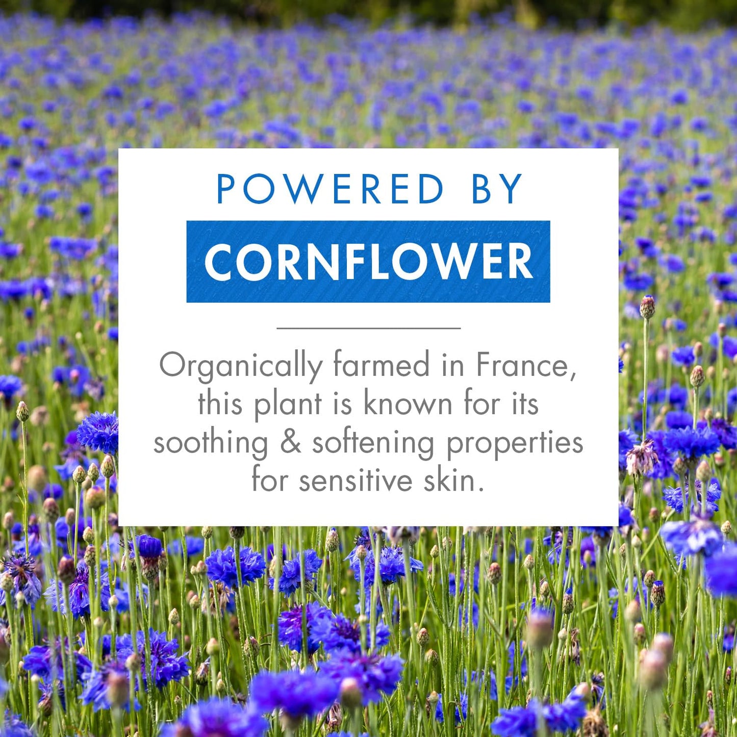 Active Ingredient Cornflower